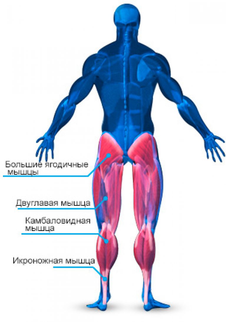 Мышцы ног названия