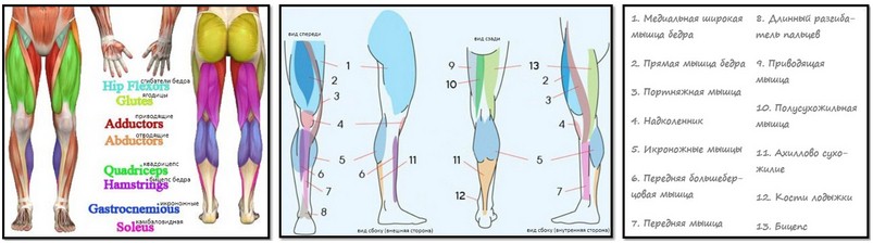 Мышцы ног человека названия и функции картинки