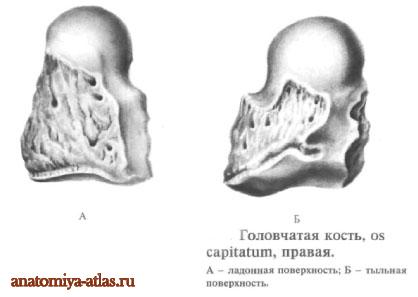 Головчатая кость запястья. Анатомия головчатой кости. Головчатая кость анатомия. Головчатая кость кисти анатомия. Головчатые кости запястья.